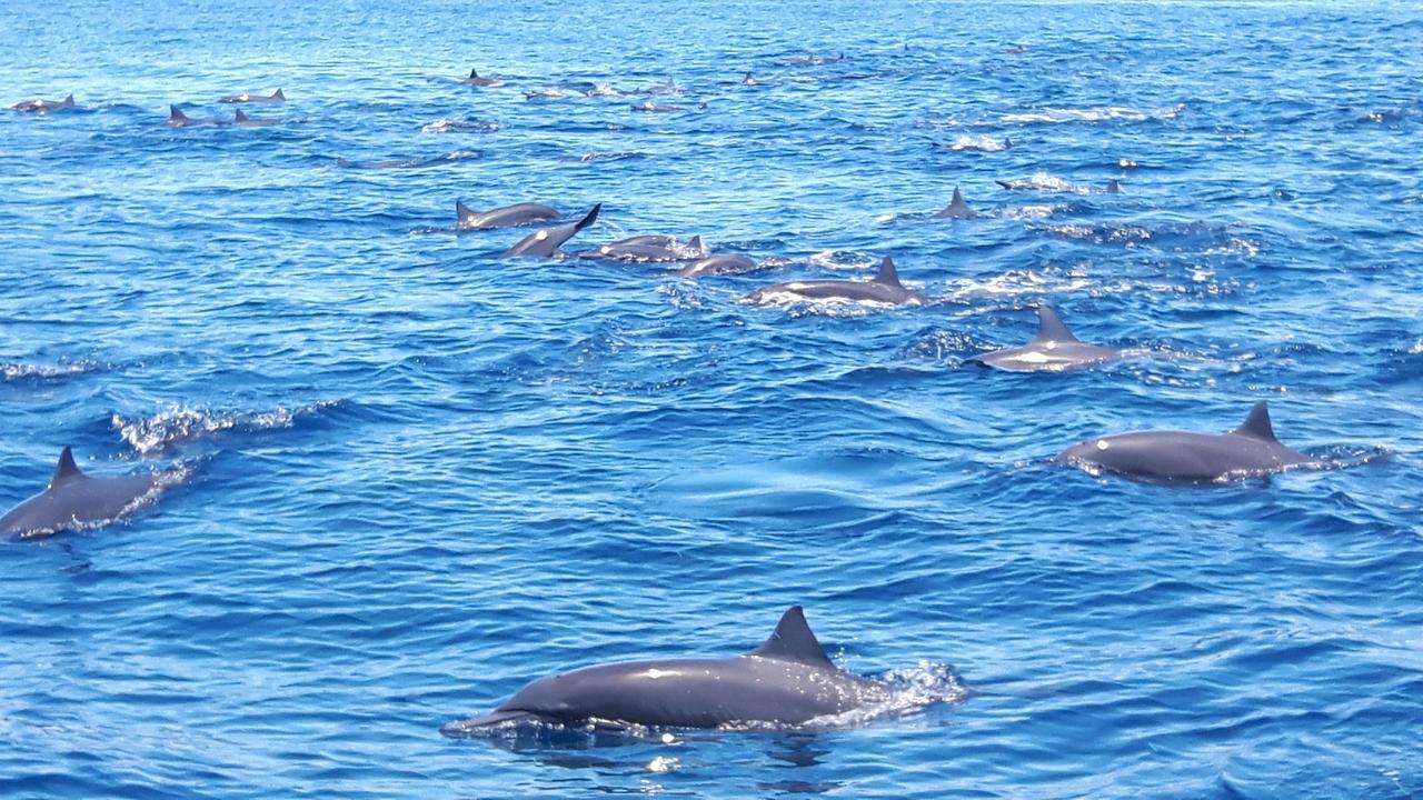 Casita Happy Feet And Tours Corcovado Ξενοδοχείο Drakes Bay Εξωτερικό φωτογραφία